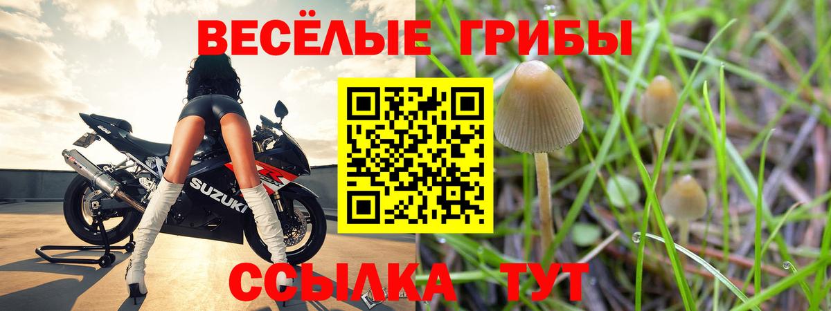 Выкса  купить наркоту  Вход с VPN  Псилоцибиновые грибы Psilocybe 